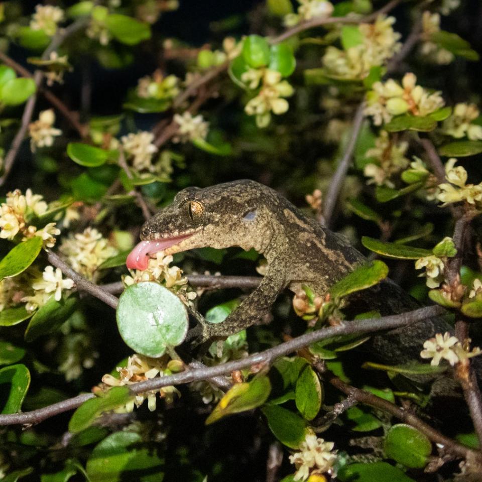 Mokohinau Gecko (Mokohinau Islands). ©Edin Whitehead