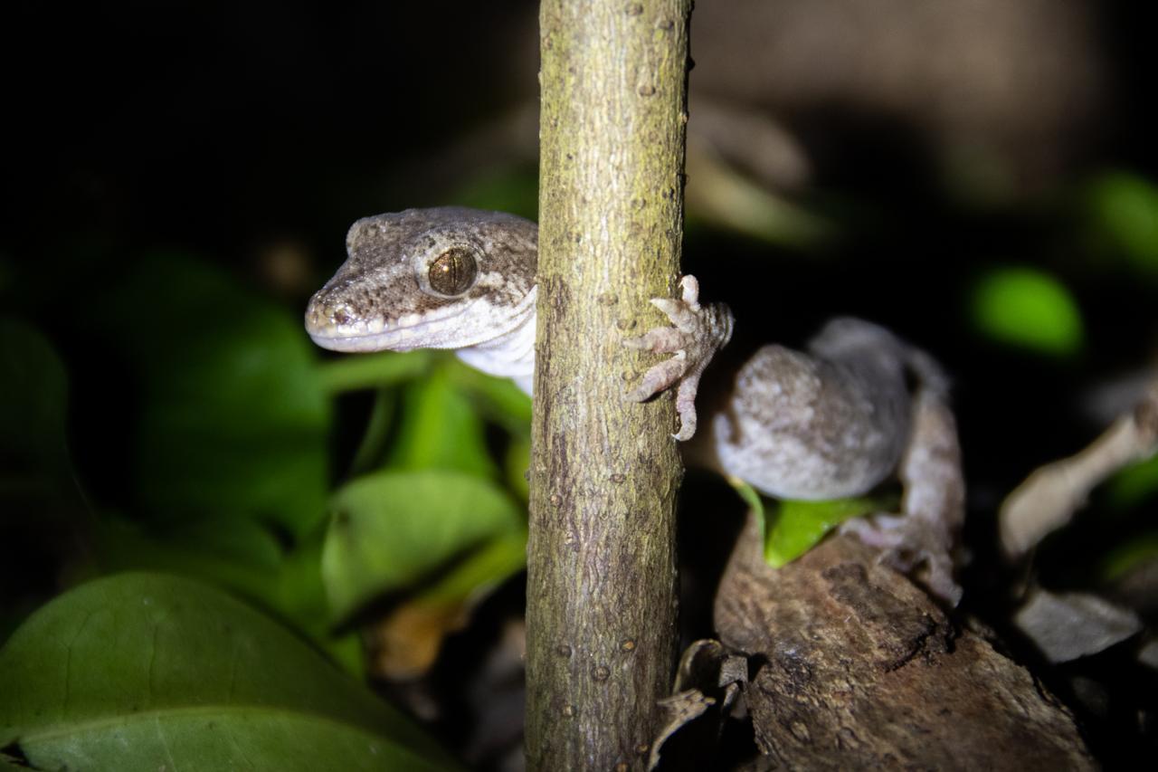 Poor Knights Gecko (Poor Knights Islands). <a href="http://edinz.com/">© Edin Whitehead</a>