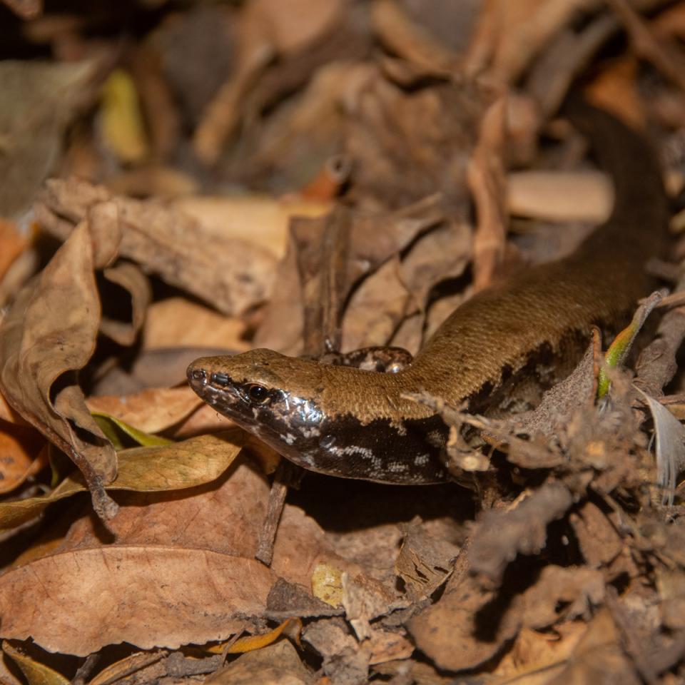 Marbled skink (Poor Knights Islands). <a href="http://edinz.com/">© Edin Whitehead</a>