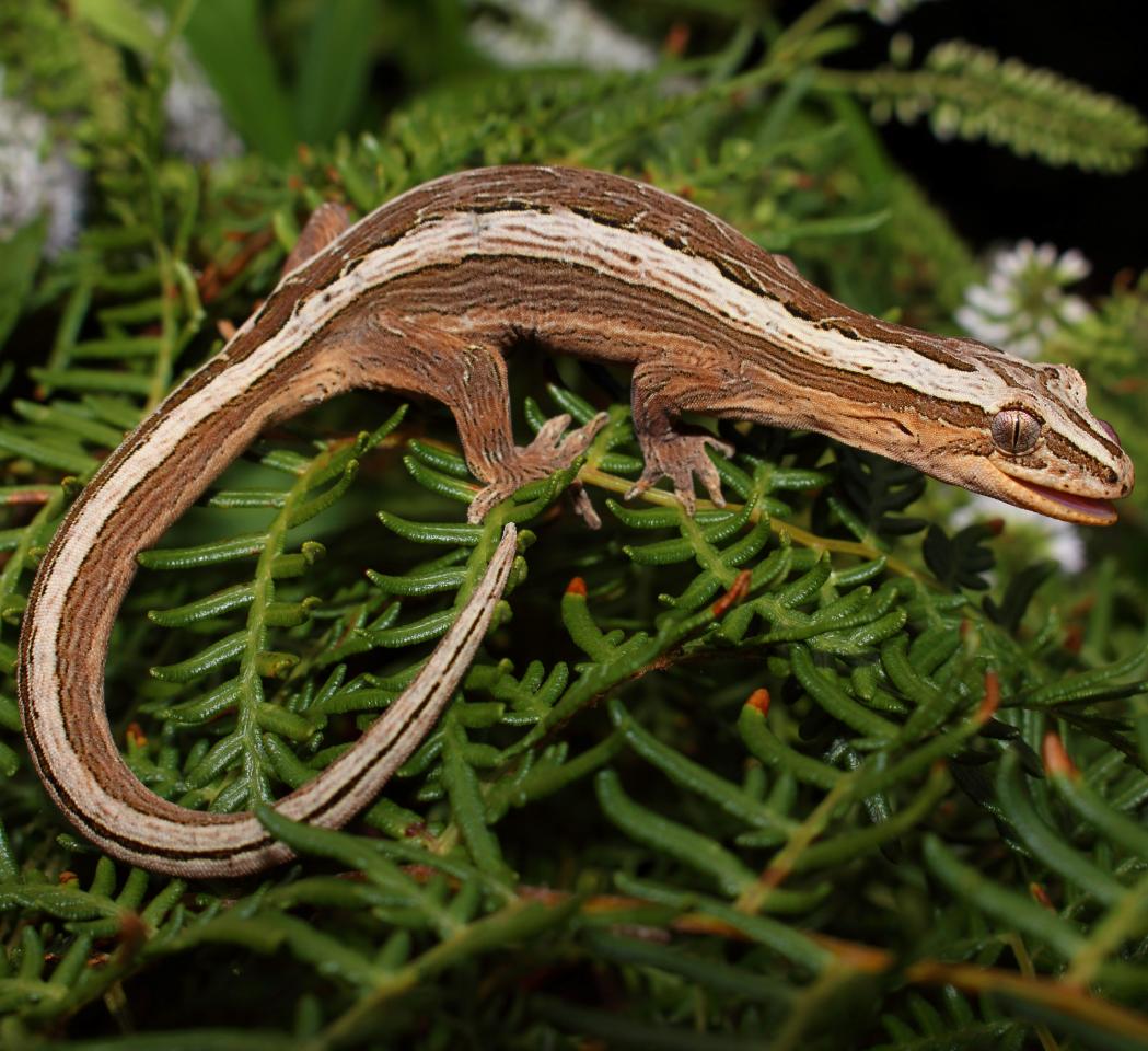 Southern striped gecko in fernland habitat (Te Pākeka/Maud Island). Nick Harker