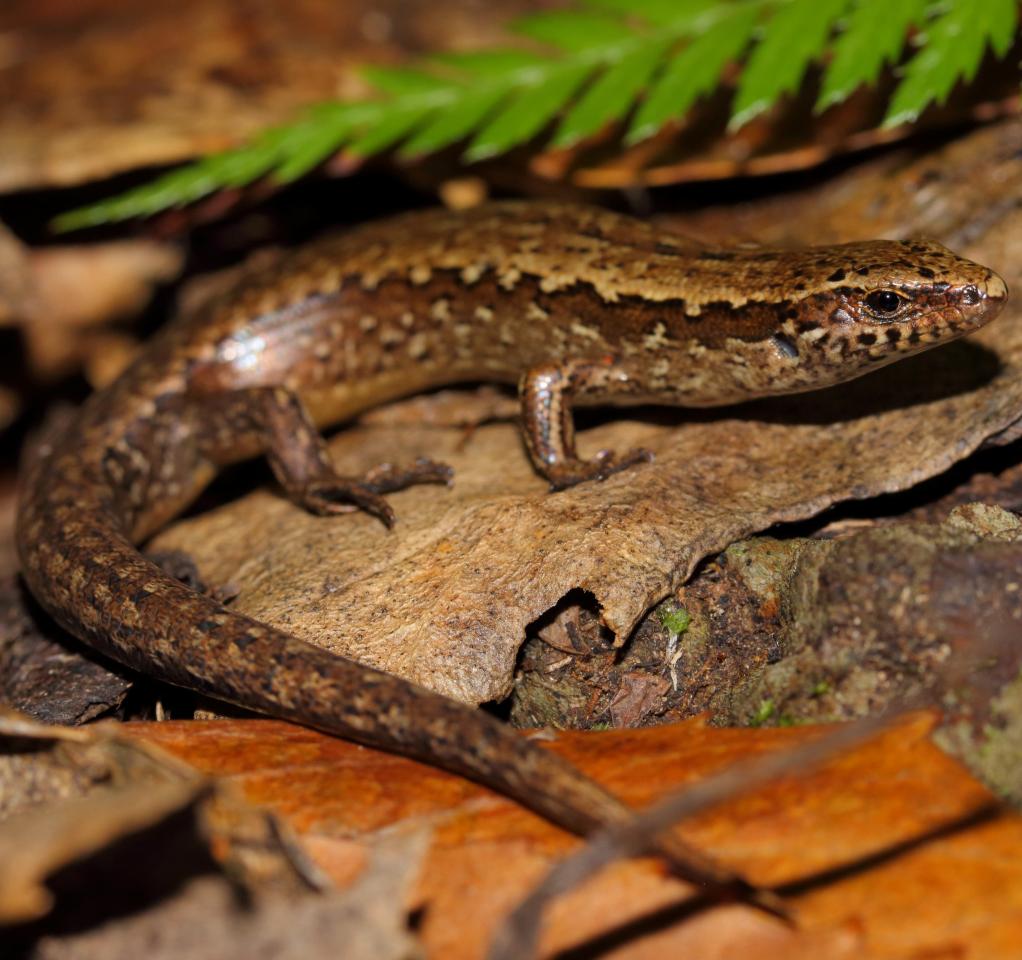 Glossy-brown skink on leaf-litter in coastal forest (Te Kakaho Island, Marlborough Sounds). © Nick Harker