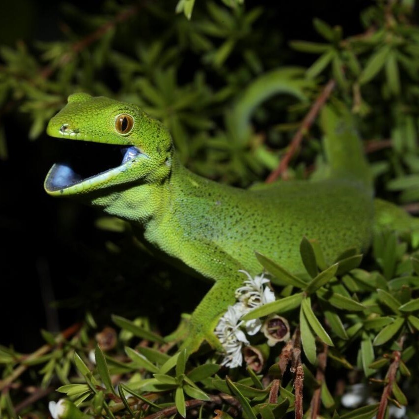 Barking Gecko (Wellington) <a href="https://www.instagram.com/joelknightnz/">© Joel Knight</a>