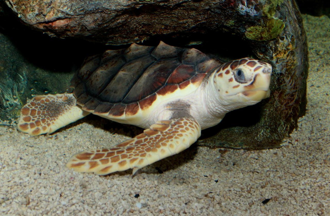 Loggerhead sea turtle. photo credit: <a href="https://www.flickr.com/people/19731486@N07">Brian Gratwicke</a> <a href="https://creativecommons.org/licenses/by/2.0/">(CC BY 2.0)</a>
