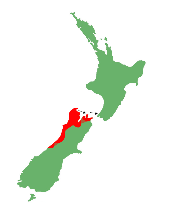 Newman's speckled skink distribution