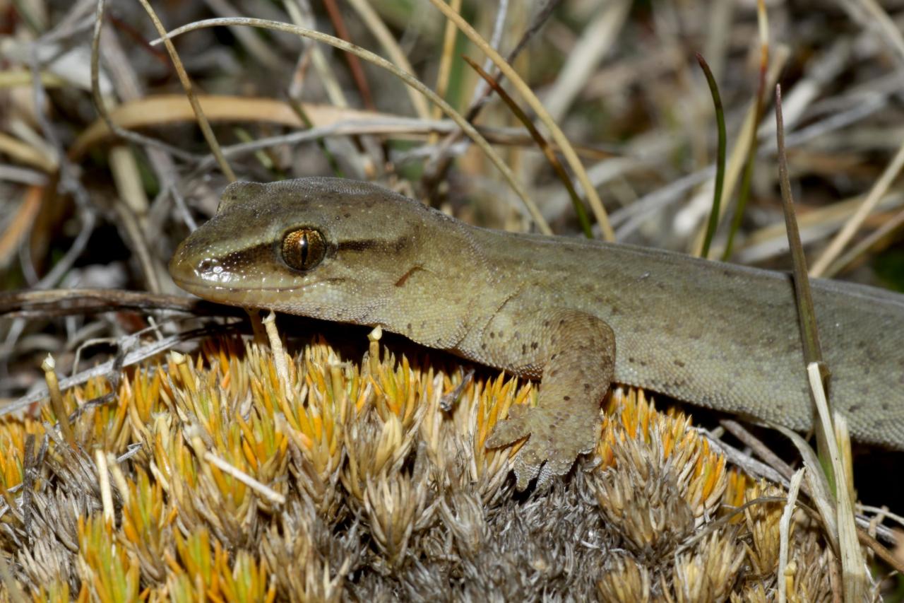 Short-toed gecko (The Remarkables, Otago). <a href="https://www.flickr.com/photos/rocknvole/page1">© Tony Jewell</a>