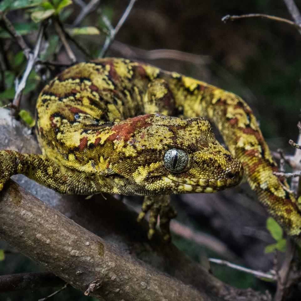 Tautuku gecko (Catlins, Southland). © Carey Knox.