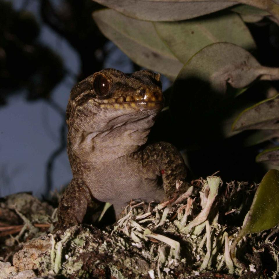 Three Kings gecko in coastal forest (Three Kings Islands, Northland). © Tony Jewell