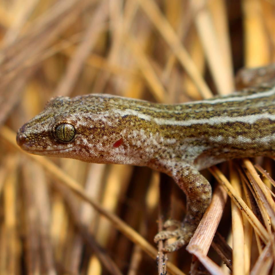 Korowai gecko (Muriwai beach, Auckland). <a href="https://www.instagram.com/tim.harker.nz/?hl=en">© Tim Harker</a>