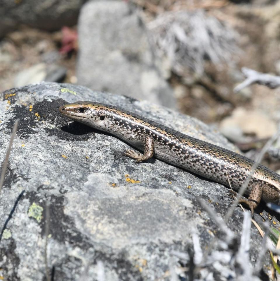 Mackenzie skink (Mackenzie district). <a href="https://www.instagram.com/benweatherley.nz/?hl=en">© Ben Weatherly</a>