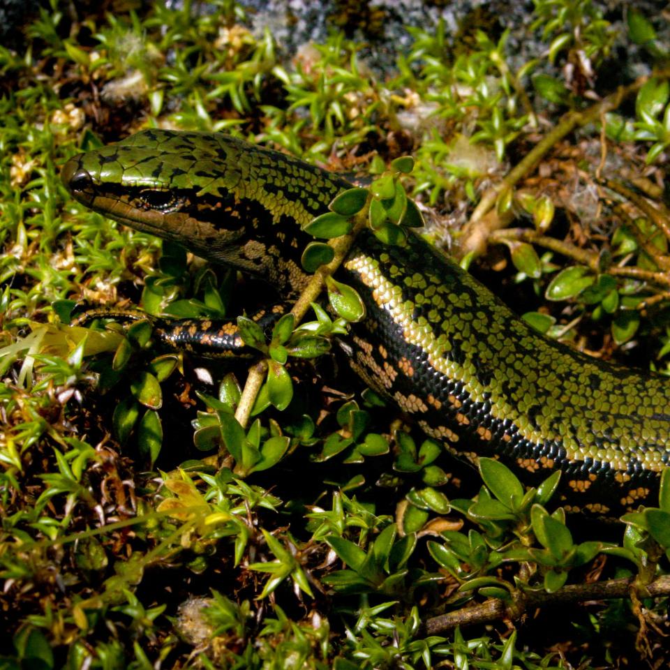 Sinbad skink (Sinbad Valley, Fiordland). <a href="https://www.flickr.com/photos/rocknvole/">© Tony Jewell</a>