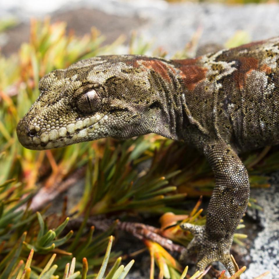 Adult female cascade gecko (Westland). © Samuel Purdie