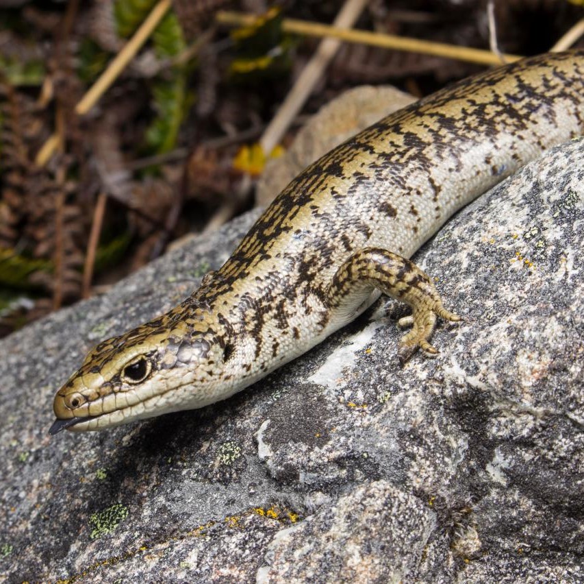 Otago scree skink in scree field  (Ida Range) . <a href="https://www.instagram.com/samuelpurdiewildlife/">© Samuel Purdie</a>