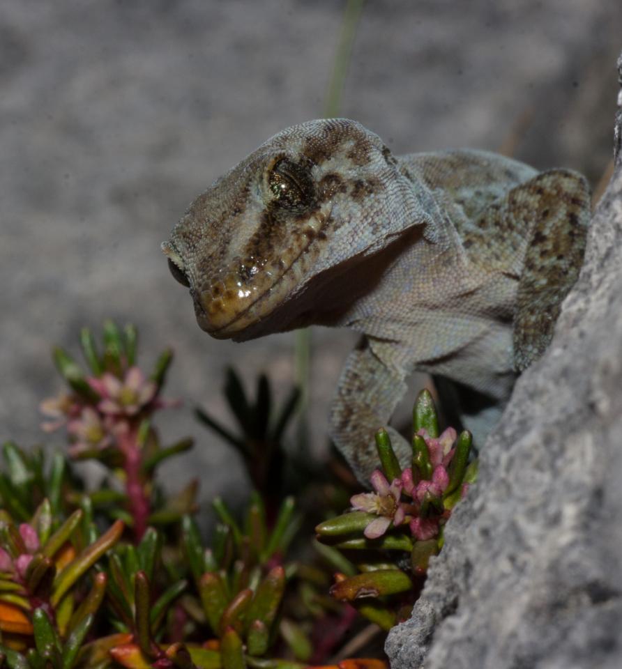 Kahurangi gecko (Mount Arthur, Nelson). <a href="https://www.flickr.com/photos/rocknvole/">© Tony Jewell</a>