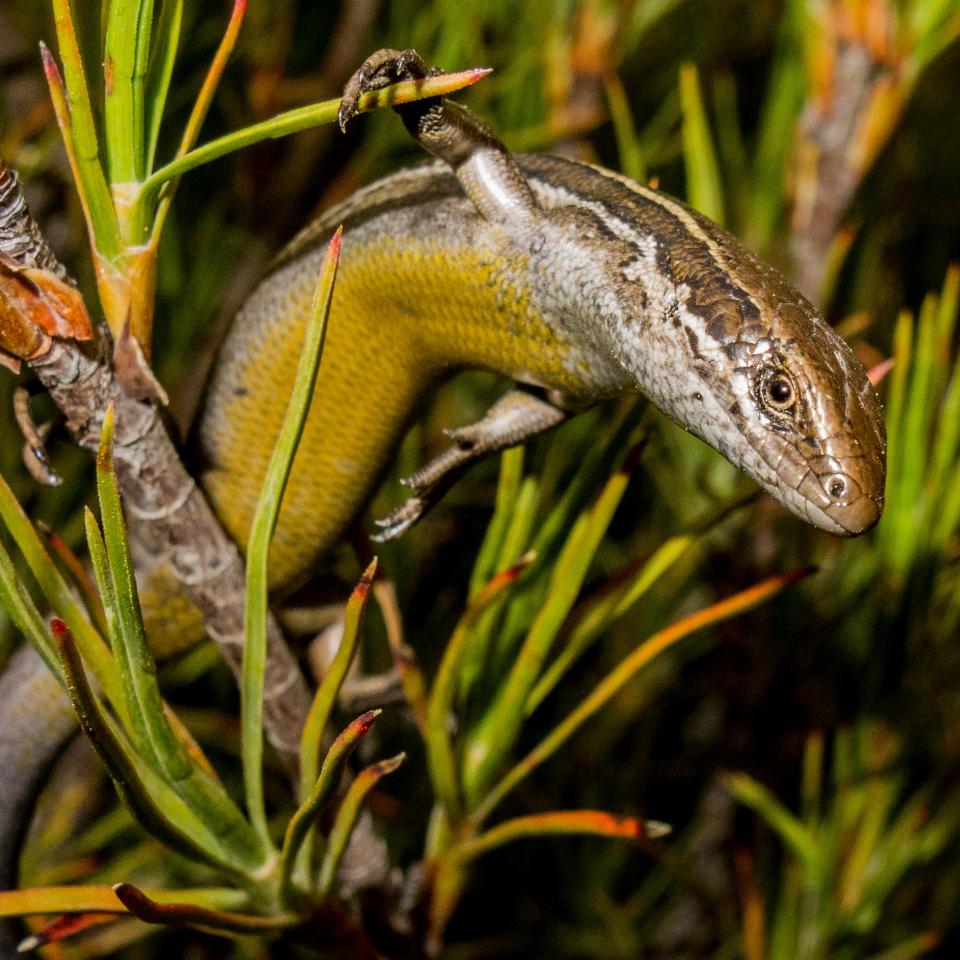 Nevis skink (Crown Range, Otago). <a href="https://www.flickr.com/photos/151723530@N05/page3">© Carey Knox</a>