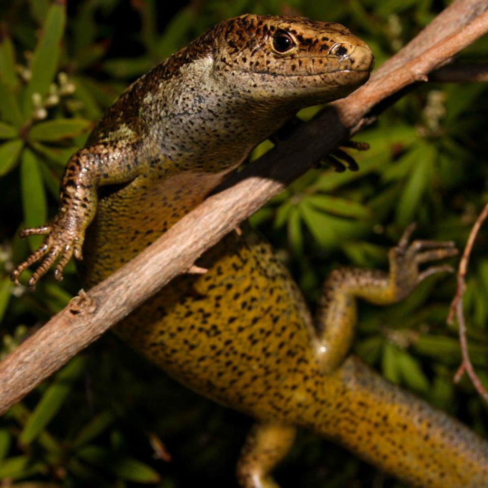 Newman's speckled skink (Stephen's Island, Marlborough Sounds). © Tony Jewell