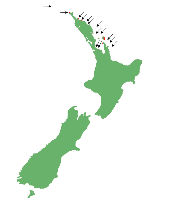 Egg-laying skink distribution