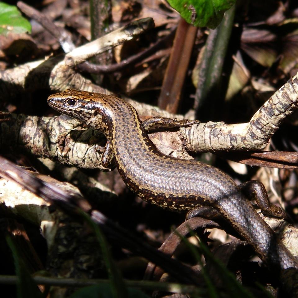 Taumaka skink (Open Bay Islands). © Marieke Lettink