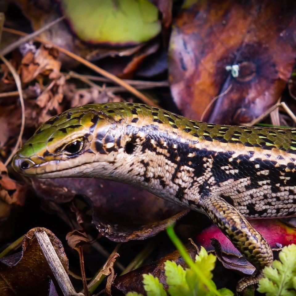 An Otago green skink basking among vegetation in eastern Otago. © Carey Knox