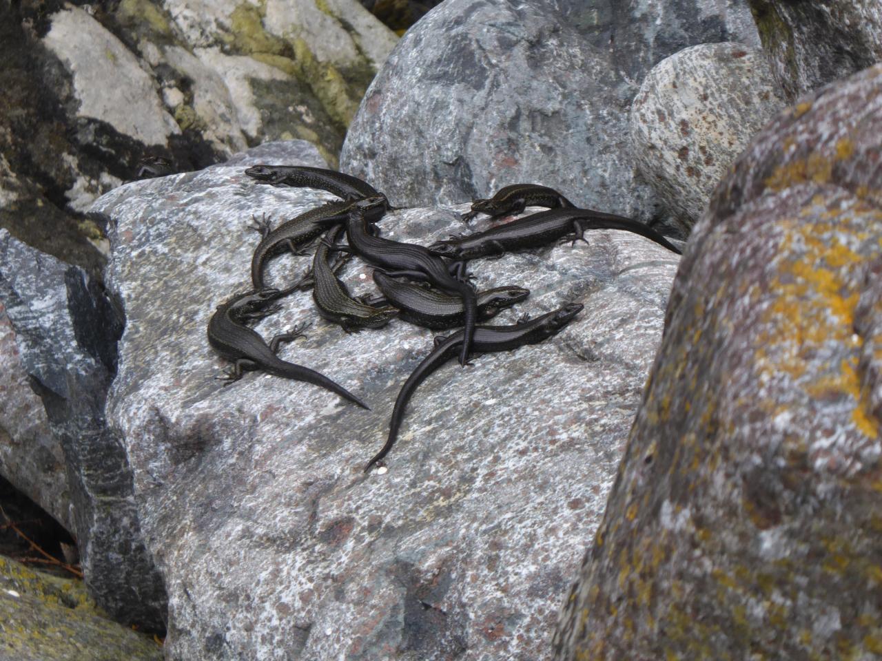 Fiordland skinks communally basking (Fiordland) © Jo Monks