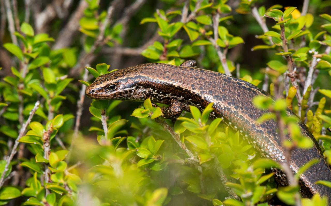 Southern skink (Whenua Hou/Codfish Island, Stewart Island). <a href="https://www.flickr.com/photos/theylooklikeus">© Jake Osborne</a>