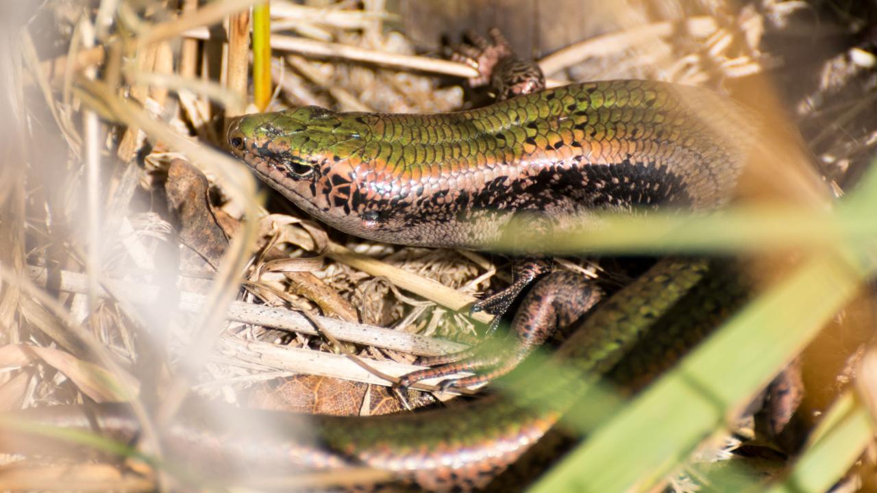 Stewart Island green skink (Whenua Hou / Codfish Island, Stewart Island). <a href="https://www.flickr.com/photos/theylooklikeus">© Jake Osborne</a>