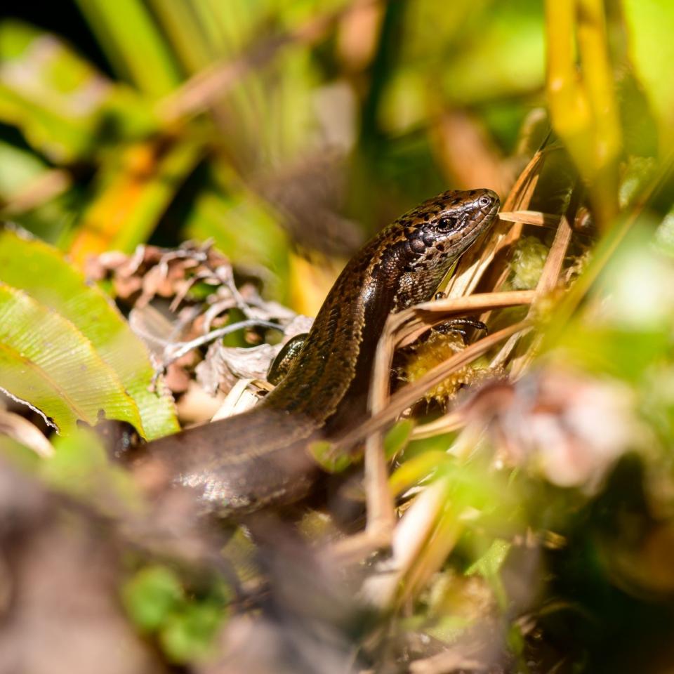 Te Kakahu skink (Te Kakahu / Chalky Island). <a href="https://www.flickr.com/photos/theylooklikeus">© Jake Osborne</a>