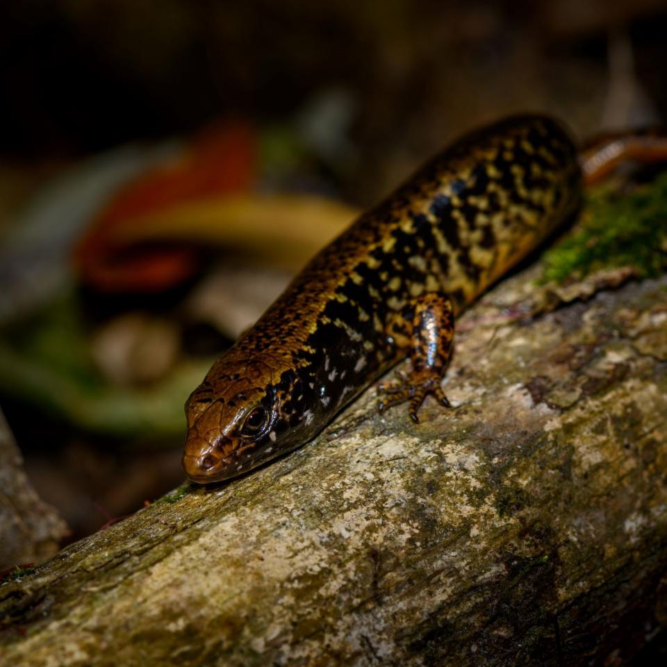 Whitaker's skink (Mercury Islands, Coromandel). <a href="https://www.flickr.com/photos/theylooklikeus">© Jake Osborne</a>