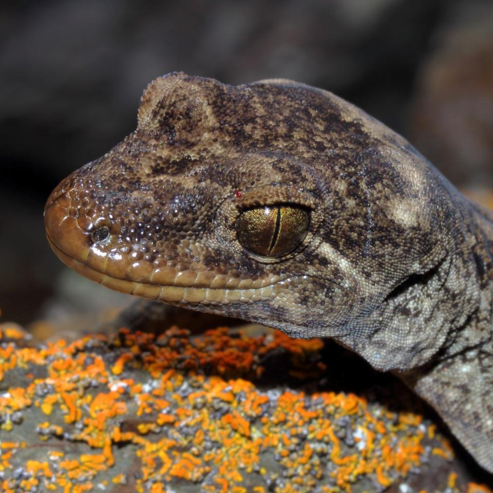 Moko a Tohu/Tohu gecko (Sentinel Rock, Marlborough Sounds). © Nick Harker