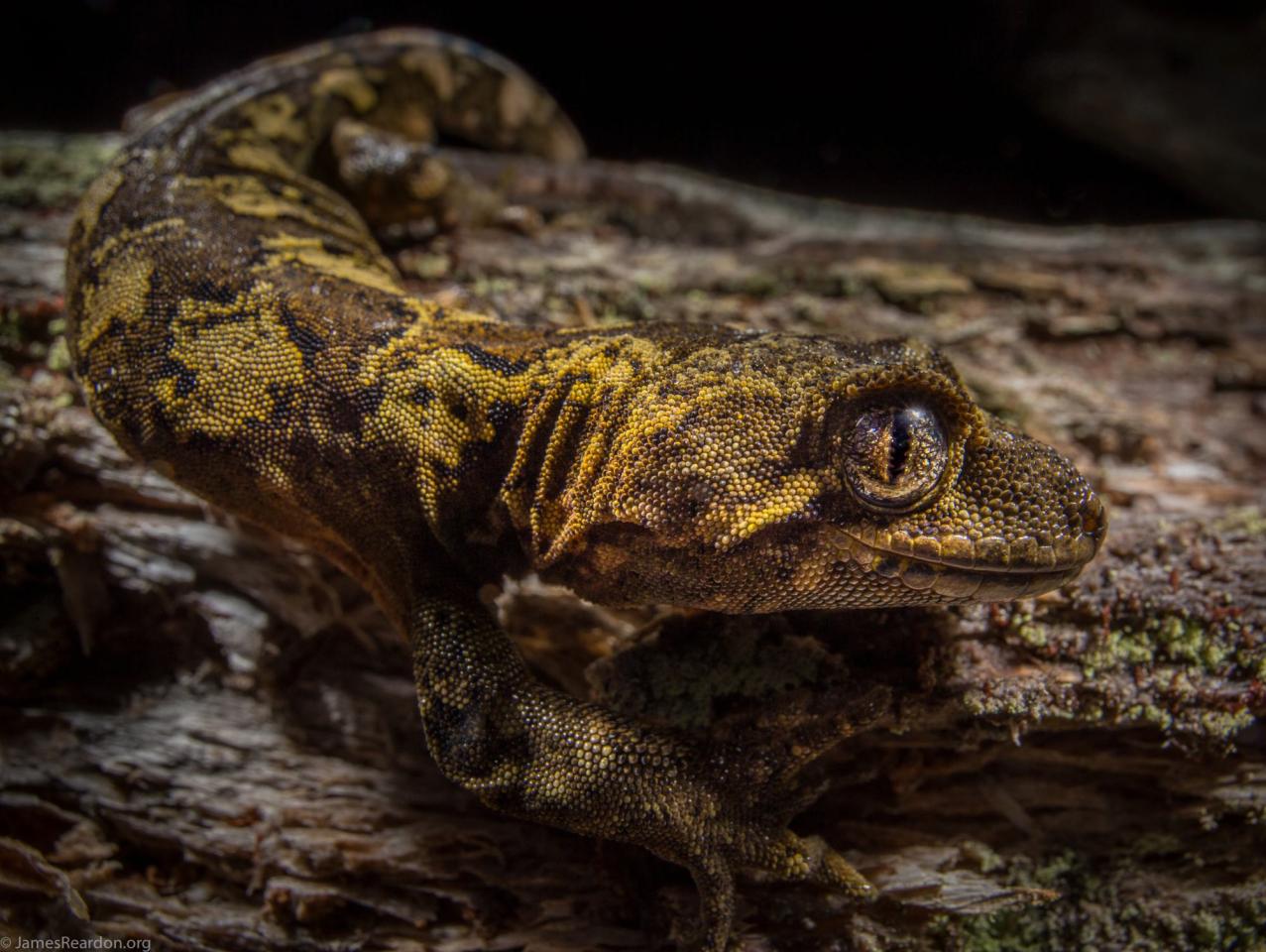 Cloudy gecko (Whenua Hou/Codfish Island) © James Reardon