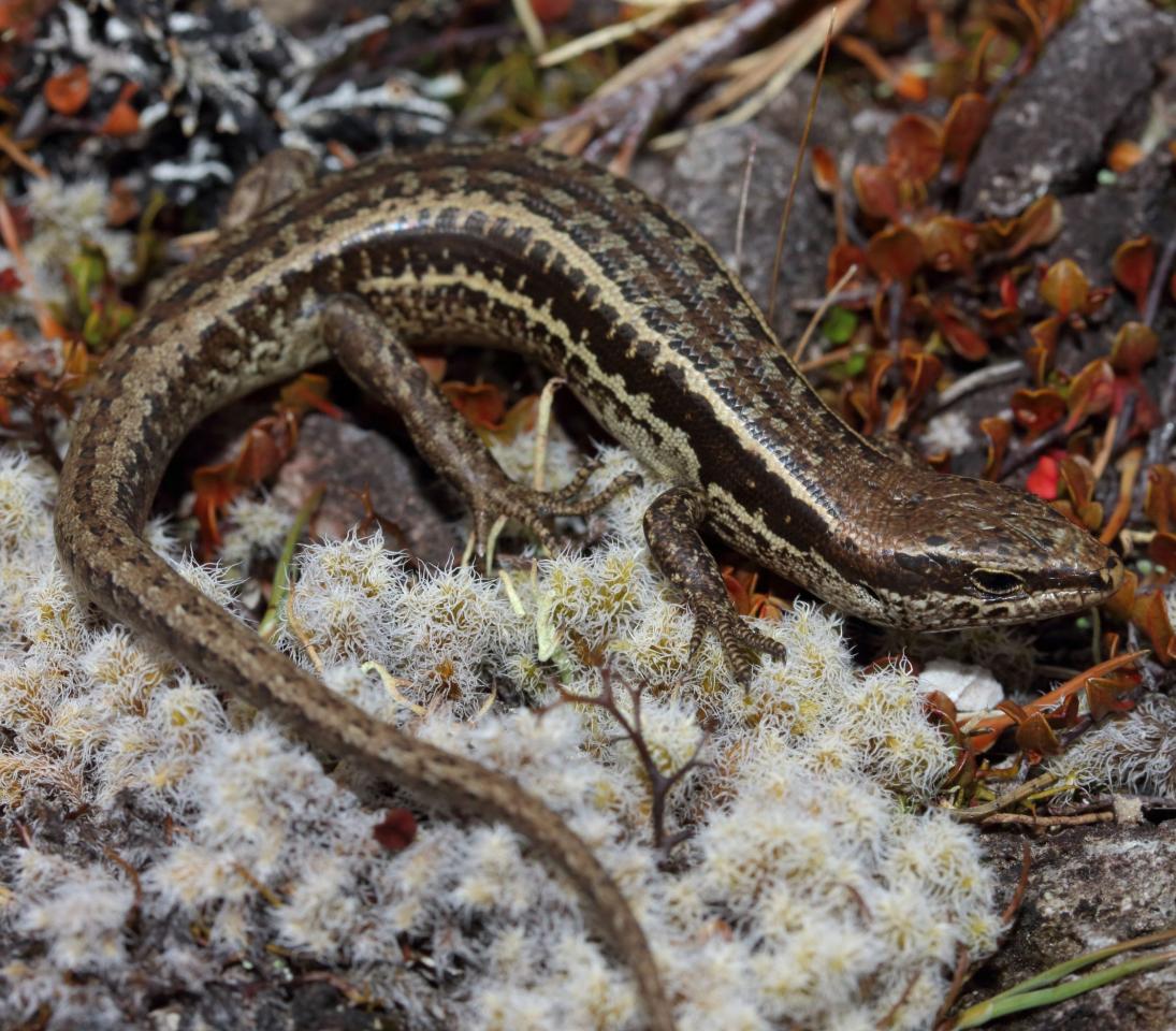 Small-scaled skink (Kaweka Ranges). <a href="https://www.instagram.com/nickharker.nz/">© Nick Harker</a>