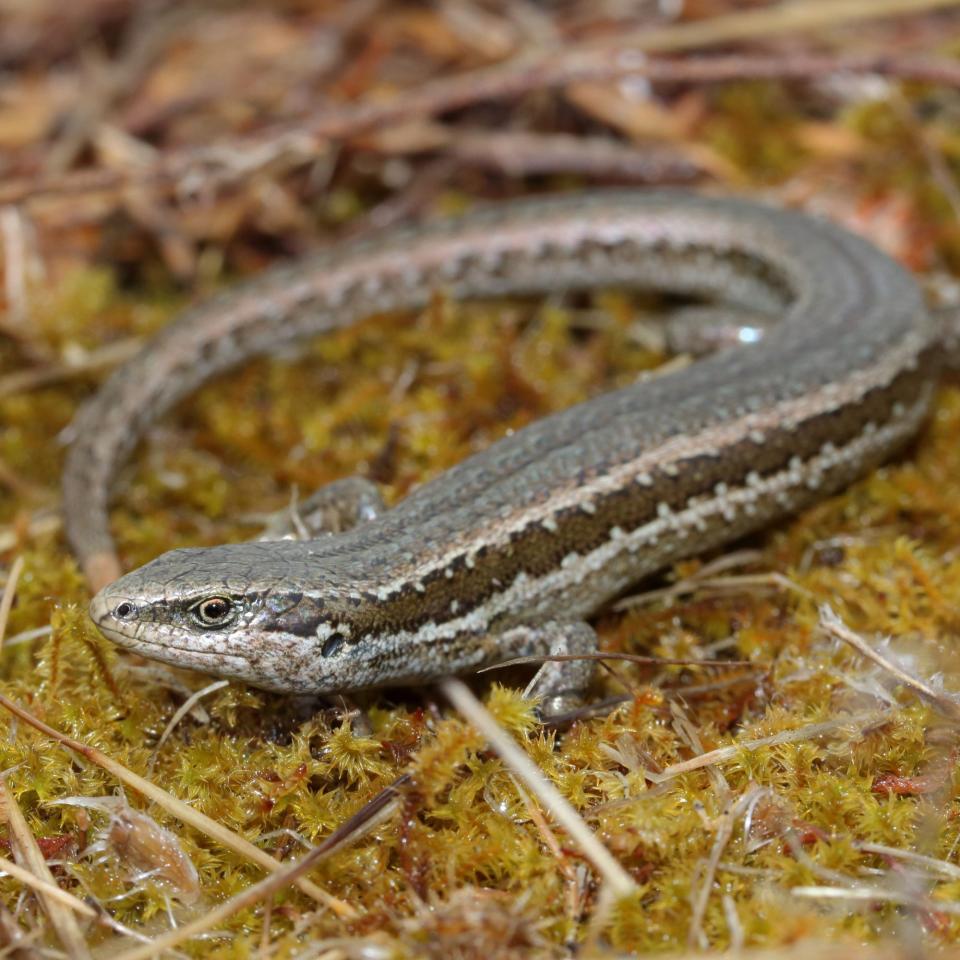 Northern grass skink (Napier) © Nick Harker