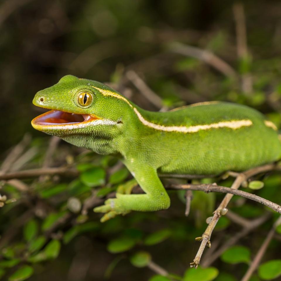 Aupōuri gecko (North Cape, Northland). <a href="https://www.capturewild.co.nz/Reptiles-Amphibians/NZ-Reptiles-Amphibians/">© Euan Brook</a>
