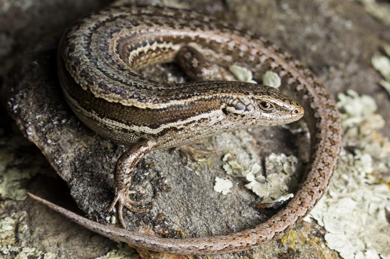 McCann's skink (Macraes Flat). <a href="https://www.instagram.com/samuelpurdiewildlife/">© Samuel Purdie