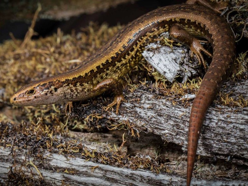 Alborn skink male. © James Reardon