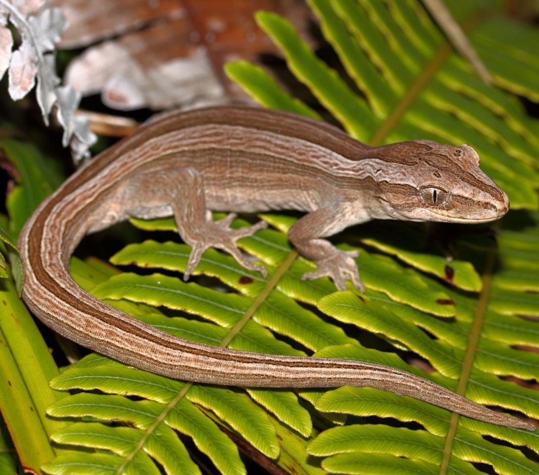 Northern striped gecko in Blechnum sp. (Coromandel Peninsula). © Nick Harker