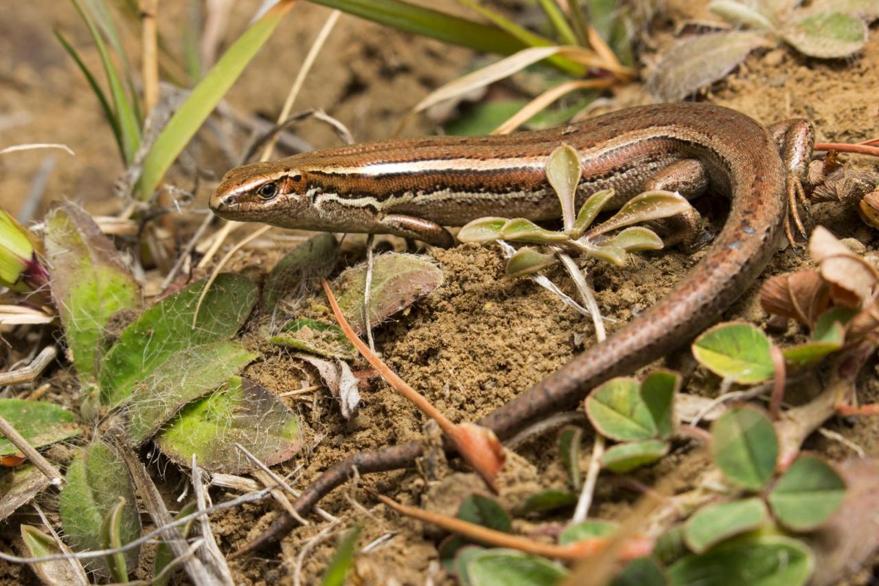 South Marlborough grass skink (Kaikōura). <a href="https://www.instagram.com/samuelpurdiewildlife/">© Samuel Purdie</a>