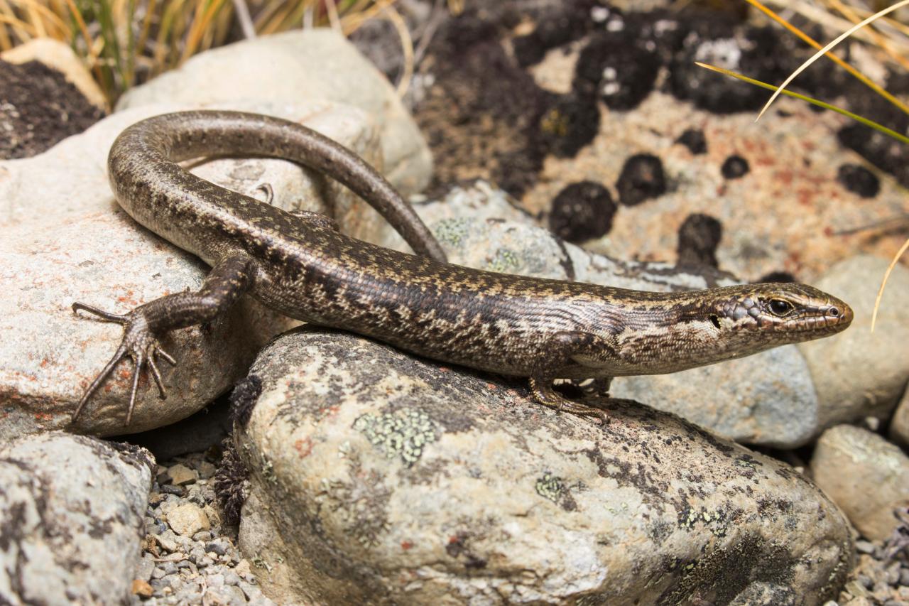 Northern long-toed skink (Marlborough). <a href="https://www.instagram.com/samuelpurdiewildlife/">© Samuel Purdie</a>