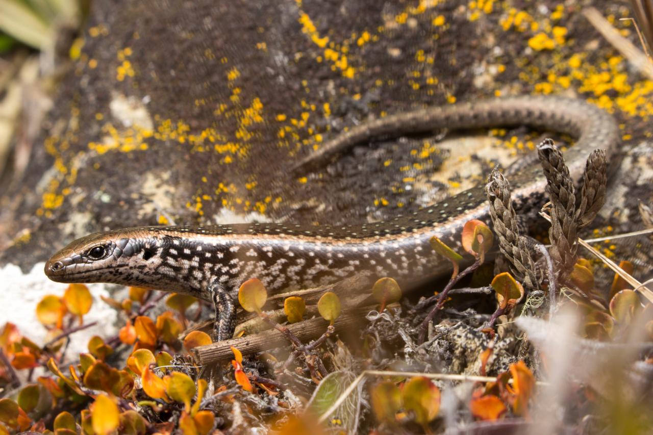 Marlborough spotted skink (Marlborough). <a href="https://www.instagram.com/samuelpurdiewildlife/">© Samuel Purdie</a>