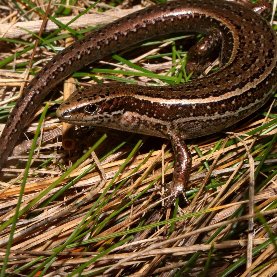 Kupe skink (Whanganui Coast) <a href="https://www.instagram.com/tim.harker.nz/?hl=en">© Tim Harker</a>