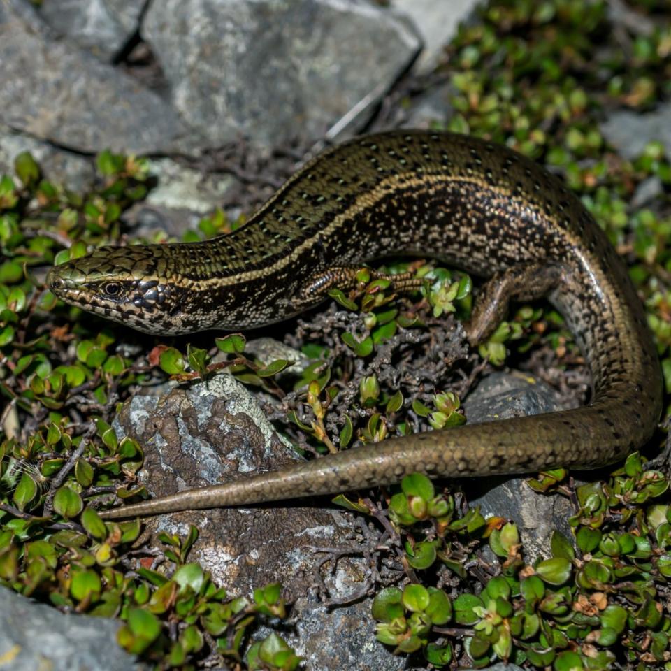 Canterbury spotted skink in boulderfield (Canterbury high country). <a href="https://www.capturewild.co.nz/Reptiles-Amphibians/NZ-Reptiles-Amphibians/">© Euan Brook</a>