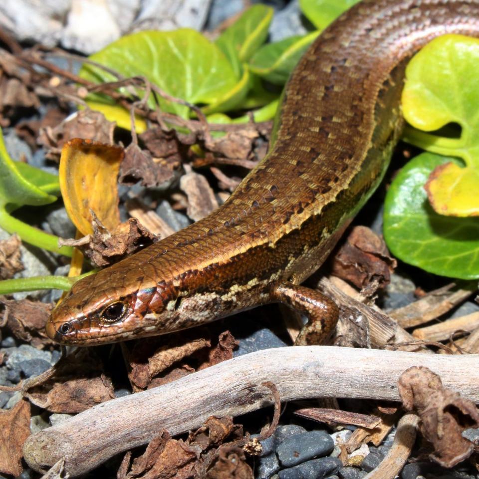 Waiharakeke grass skink (Kaikoura). <a href="https://www.instagram.com/tim.harker.95/">© Tim Harker</a>