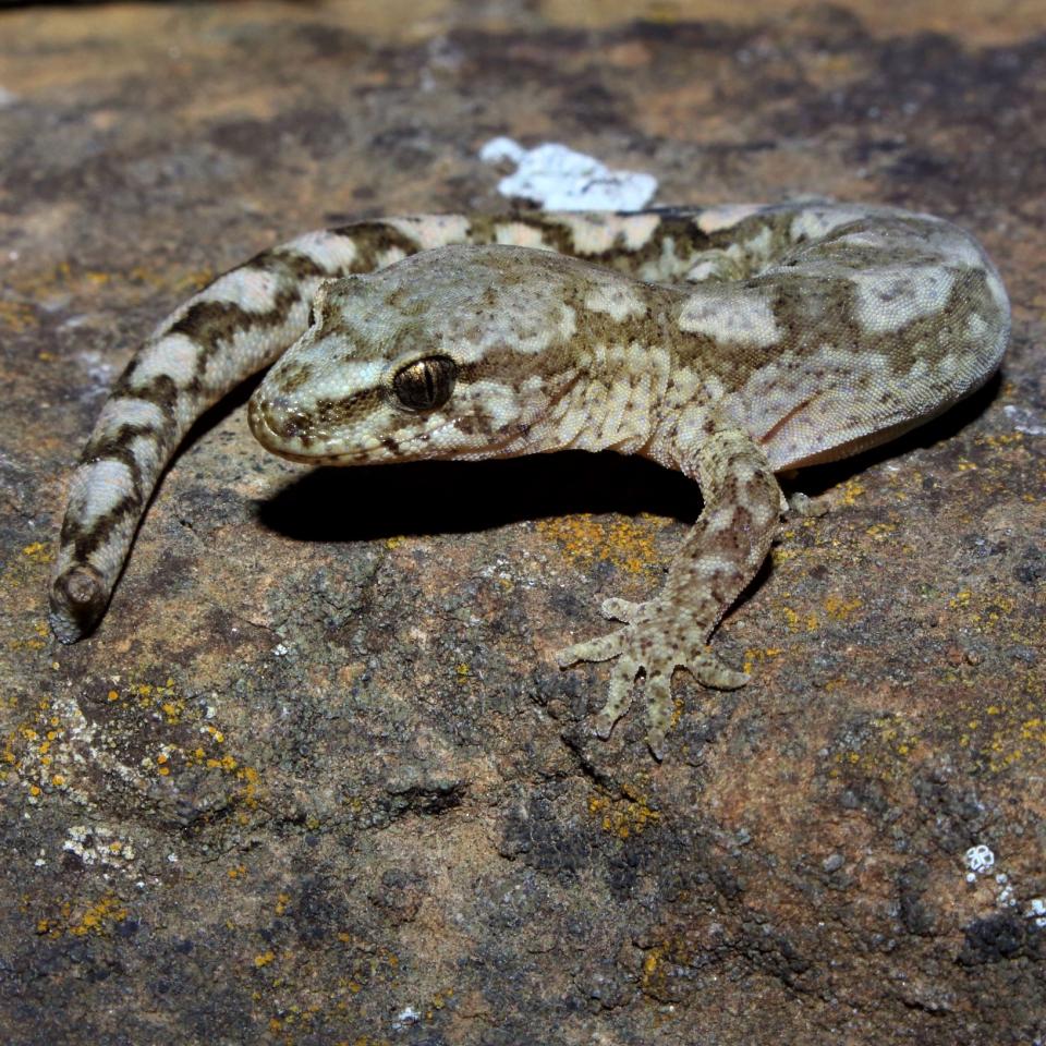 Kaikouras gecko (Kaikoura). <a href="https://www.instagram.com/tim.harker.nz/">© Tim Harker</a>