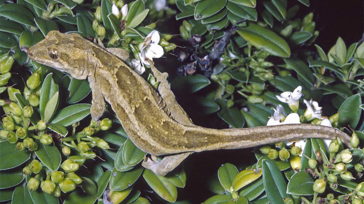 Open Bay Islands gecko (Open Bay Islands). © A H Whitaker