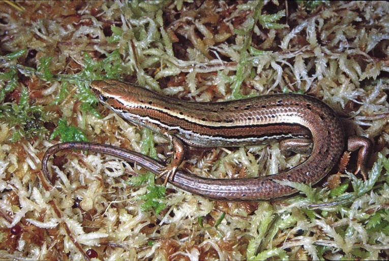 Okuru skink (Okuru, West Coast). © A H Whitaker