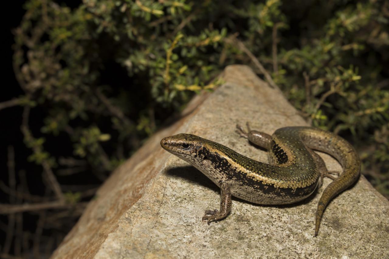 Northern Spotted Skink (Oligosoma kokowai) on Matiu Somes Island, Wellington. <a href="https://www.instagram.com/joelknightnz/">© Joel Knight</a>