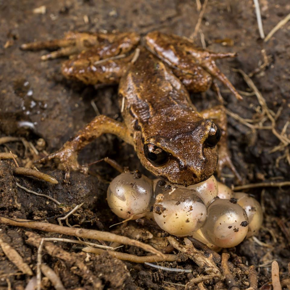 Archey's Frog, male with eggs (Coromandel Peninsula). © Euan Brook