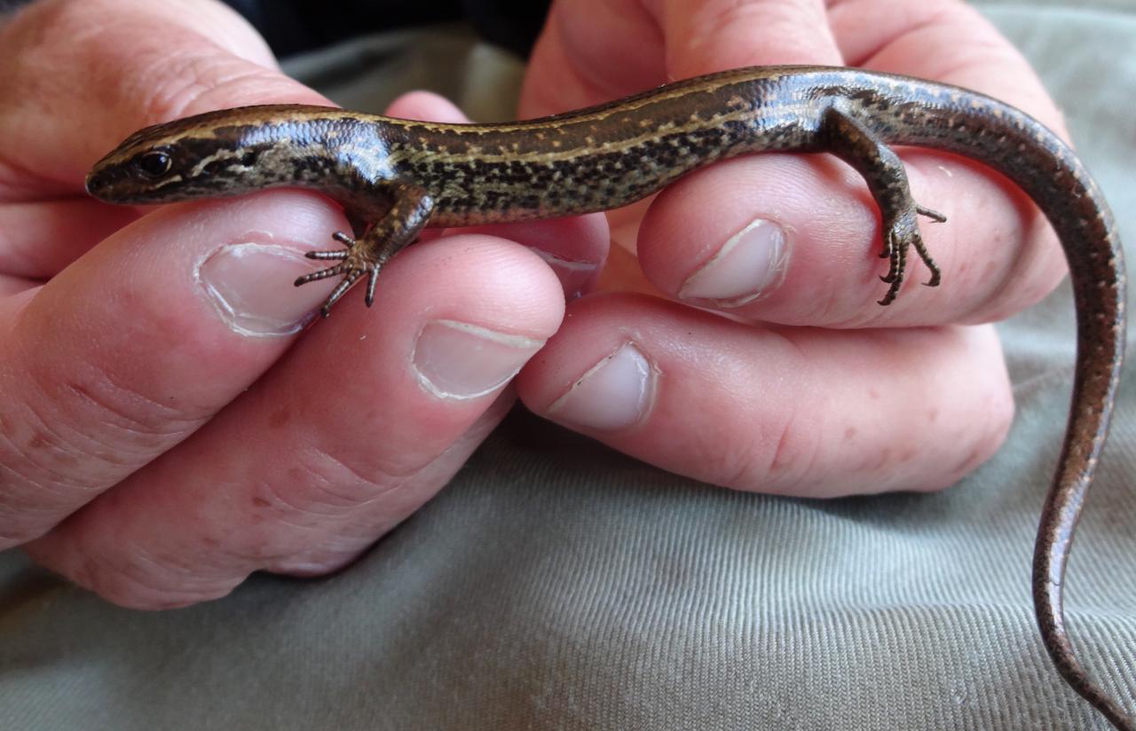 Hokitika skink left lateral surface (Hokitika, West Coast). © Les Moran 