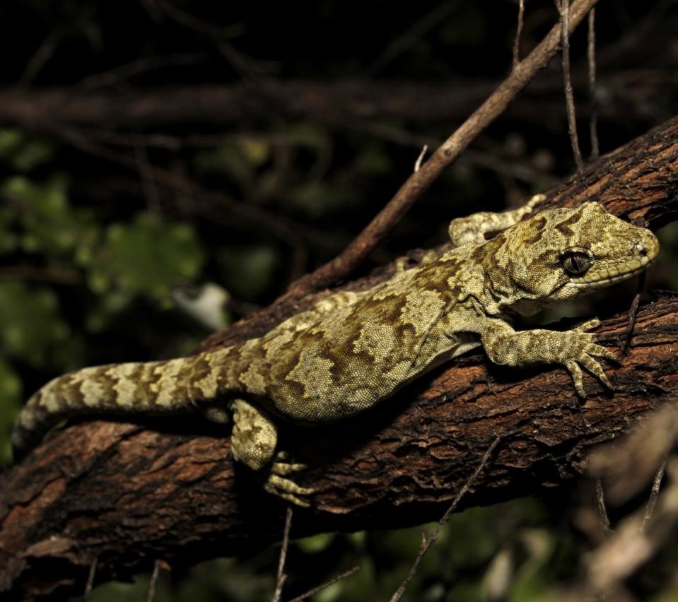 Ngahere Gecko (Wellington). © Joel Knight