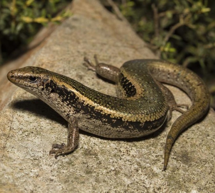 Northern spotted skink on Matiu Somes Island, Wellington. (Oligosoma kokowai). © Joel Knight