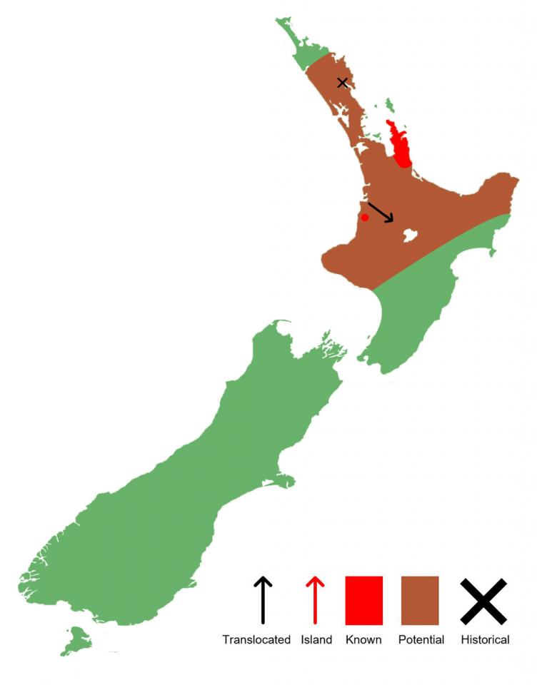 Archey's frog distribution